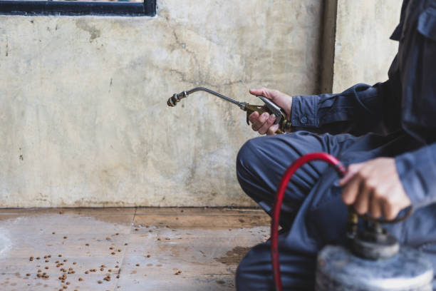 Best Rat Extermination Near Me  in Iowa Falls, IA